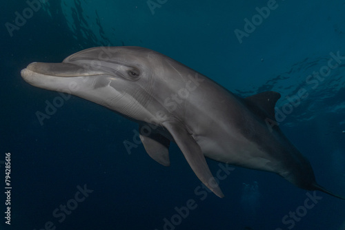 Dolphin swimming in the Red Sea  Eilat Israel 