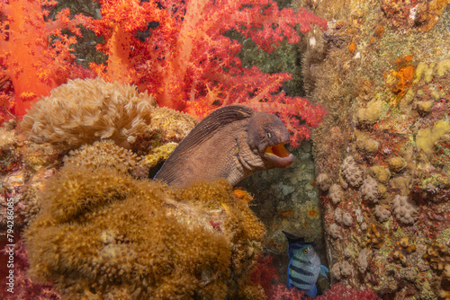 Moray eel Mooray lycodontis undulatus in the Red Sea  Eilat Israel 