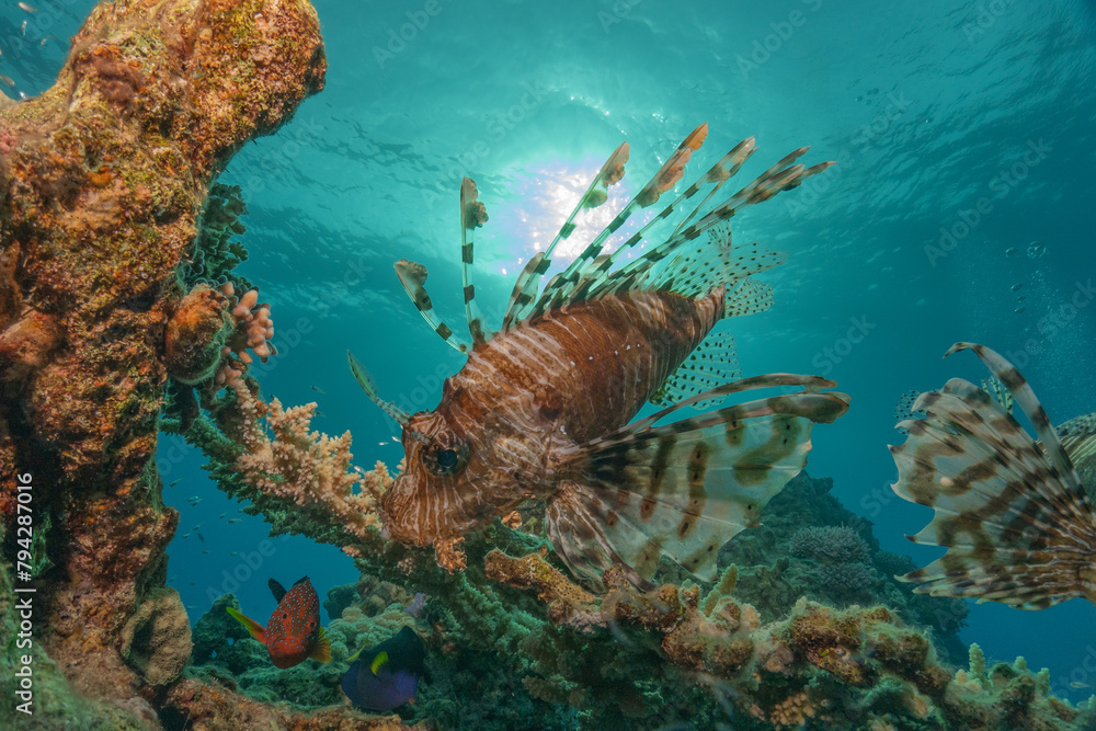 Obraz premium Lionfish in the Red Sea colorful fish, Eilat Israel