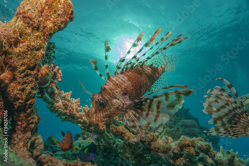 Lionfish in the Red Sea colorful fish, Eilat Israel
 photo