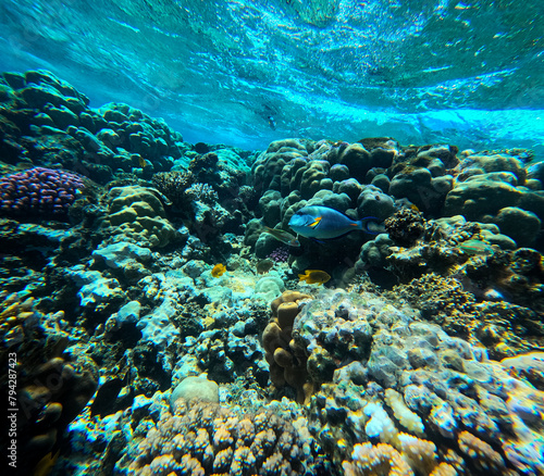 Underwater view of coral reef with tropical fish and corals at Egypt.