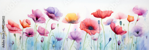 Watercolor illustration of colorful poppies in the field. Aquarelle paper texture visible.