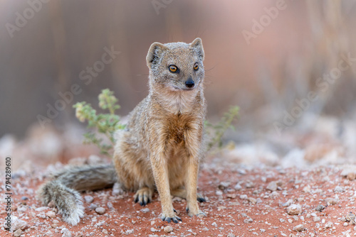 The yellow mongoose (Cynictis penicillata) sitting and looking around for food in the Kalahari in South Africa photo