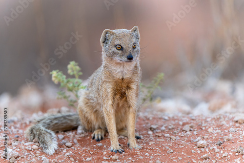 Photos The yellow mongoose (Cynictis penicillata) sitting and looking around for food i