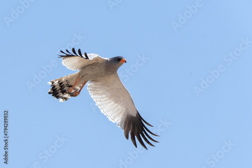 Pale chanting goshawk flying away - Kgalagadi Transfrontier Park - South Africa photo