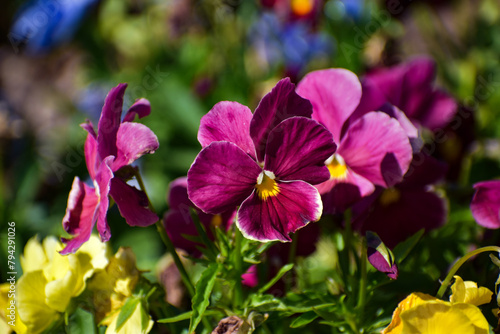 Maroon Pansy Flowers Spring Garden
