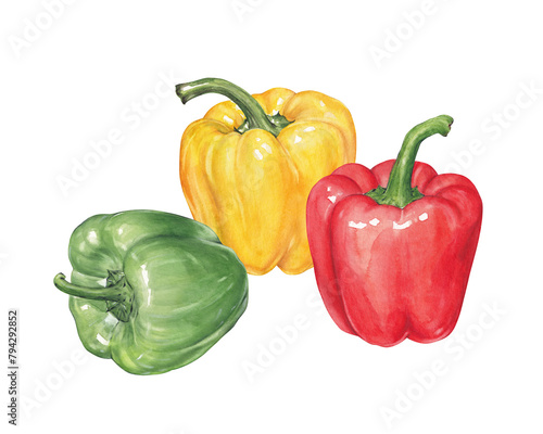 Watercolor green, yellow and red bell peppers on white, hand drawn vegetables