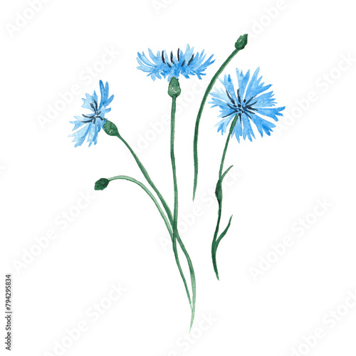 Blue Cornflower herb. Bachelor s button. Set of floral elements  watercolor botanical illustration. Bouquet of wildflowers  summer  field  meadow. Centaurea cyanus