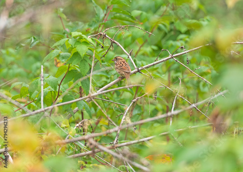 Lincolns Sparrow Flitting in the Forest