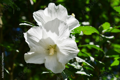 White Rose of Sharon Hibiscus Bush Flower Summer Garden 