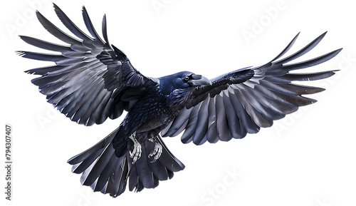 Black raven flying spread wings on white background. © MR.H