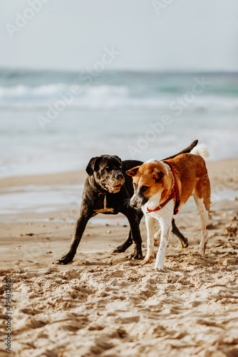 Dogs playing on sunny sandy beach