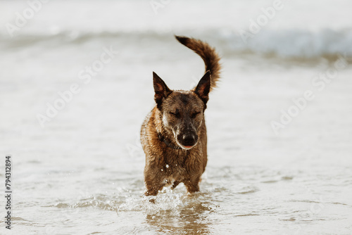 Brown shepherd dog standing on a sunny sandy beach in sea water with eyes closed