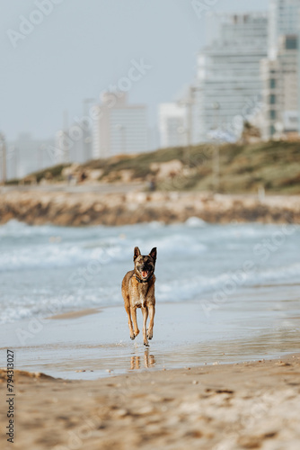 Brown shepherd dog running on sunny sandy beach