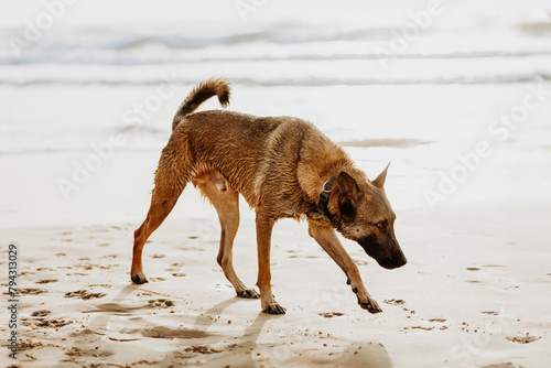 Brown shepherd dog walking on a sunny sandy beach