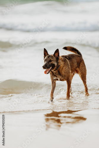 Brown shepherd dog walking on a sunny sandy beach in sea water