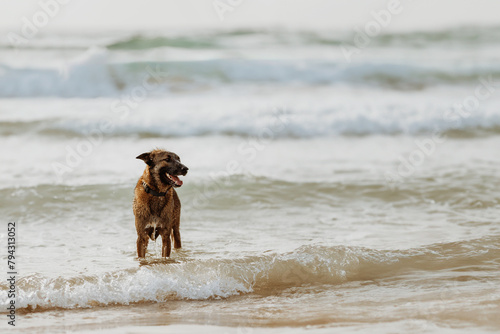 Brown shepherd dog standing on a sunny sandy beach in sea water