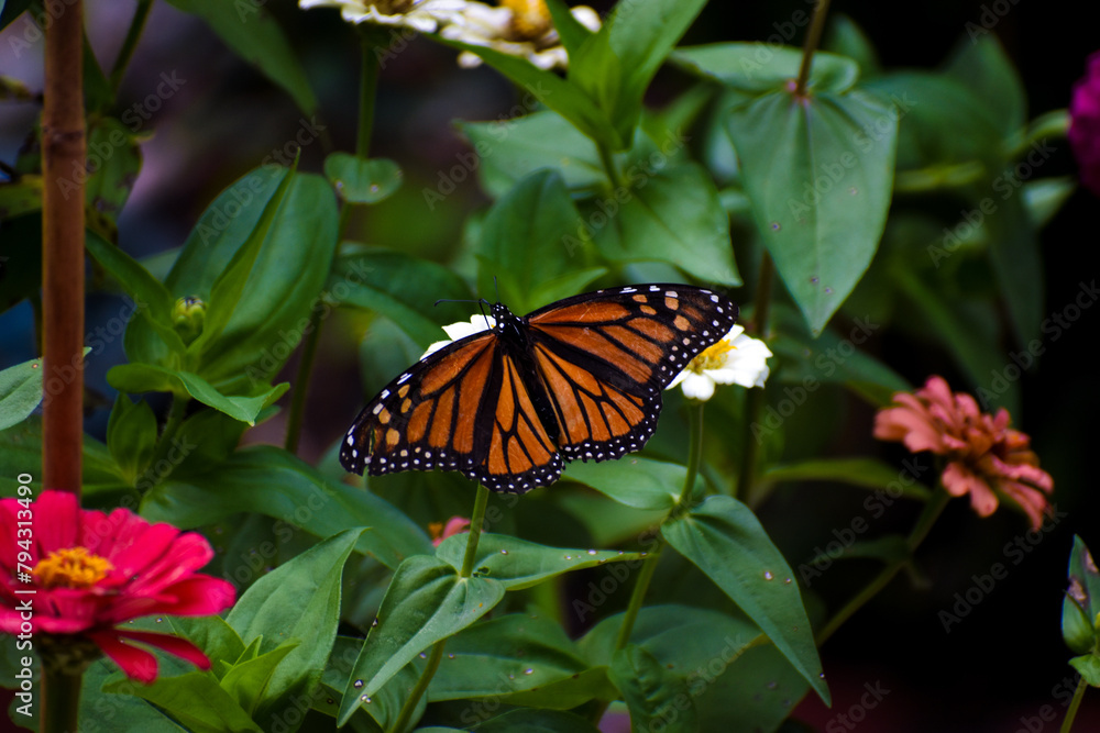 Monarch Butterfly on Summer Zinnia Flowers in Garden Monarch Butterfly on Summer Zinnia Flowers in Garden