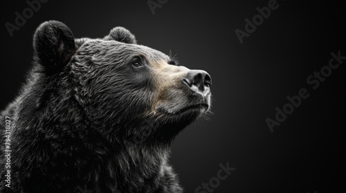 Black and white portrait of a brown bear looking ahead.