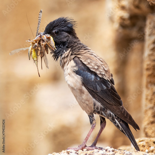 The rosy Starling Sturnus roseus sits on a stone with a bunch of grasshoppers in its beak