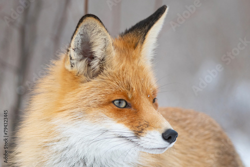 Red fox Vulpes vulpes in a winter landscape. Close up