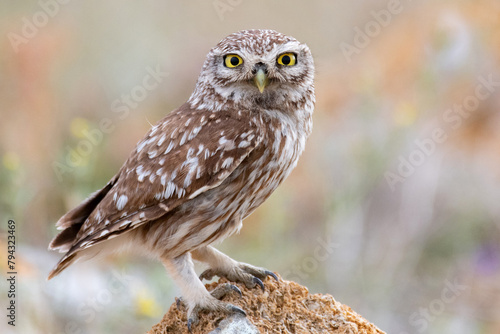 Adult little Owl Athene noctua perched on rocks in sunlight