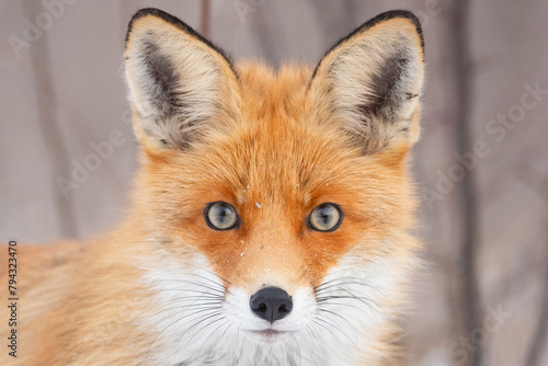 Red fox Vulpes vulpes in a winter landscape