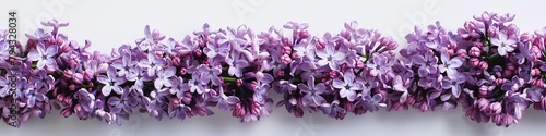lilac flowers background.