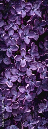 lilac flowers background.