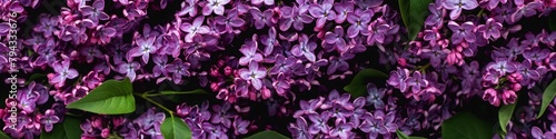 lilac flowers background. © Yahor Shylau 