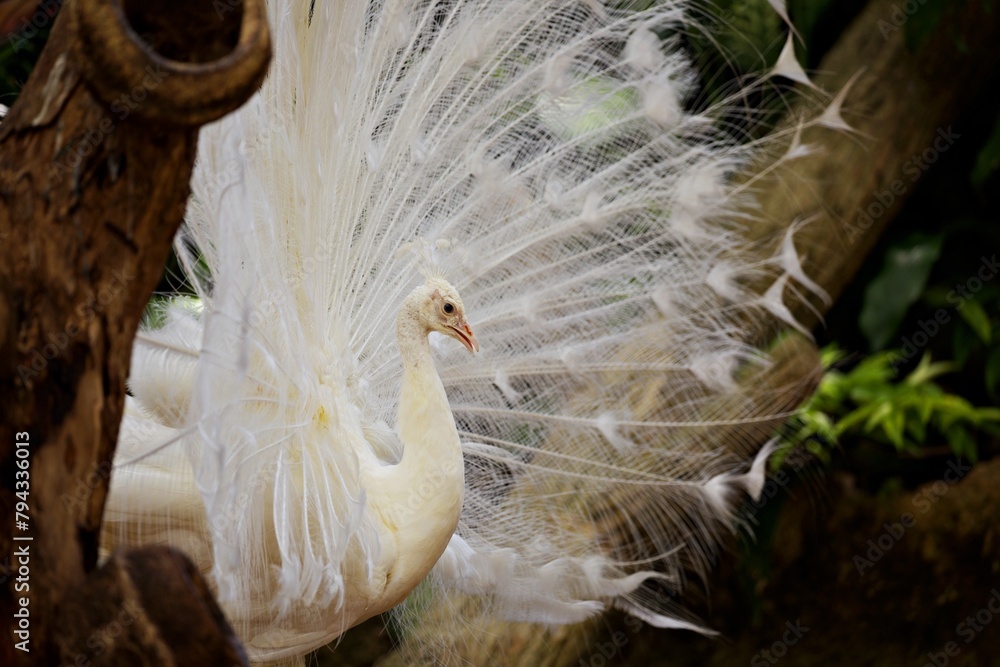 Nauaufnahme weisser Pfau Nauaufnahme weisser Pfau