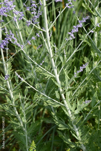 Blauraute,  Perovskia atriplicifolia,  'Blue Spire' photo