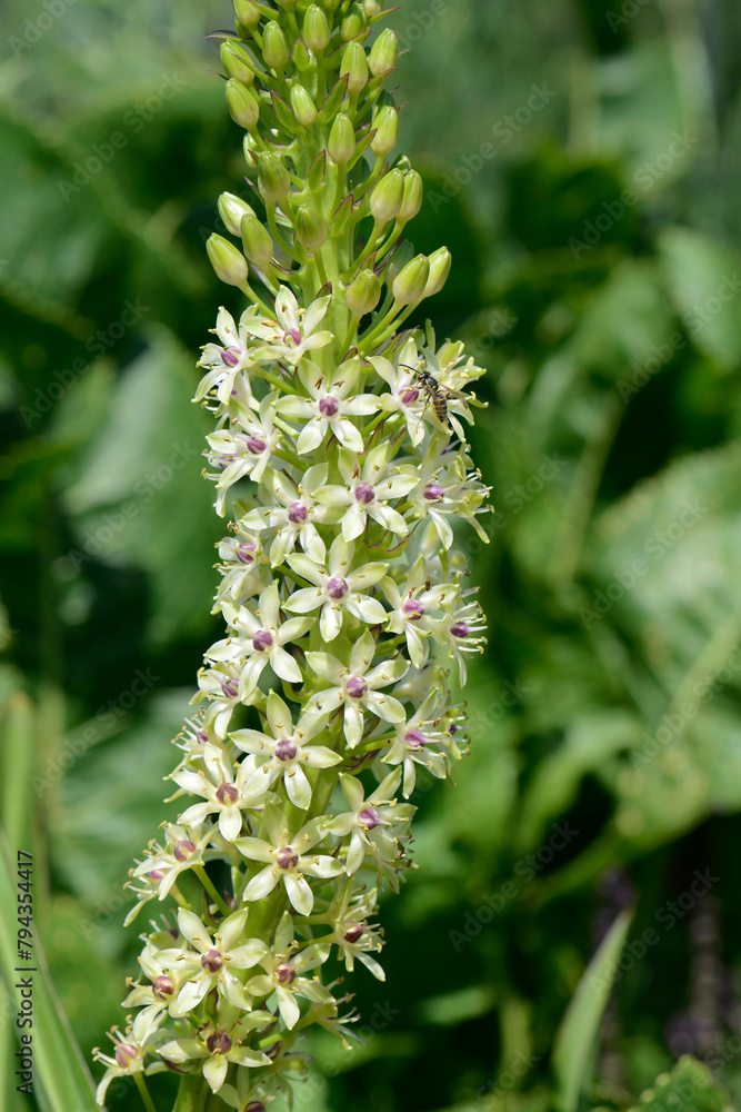 Ananaslilie, Schopflilie, Eucomis pallidiflora, Blüte, Blütenstand, Einzelpflanze Ananaslilie, Schopflilie, Eucomis pallidiflora, Blüte, Blütenstand, Einzelpflanze