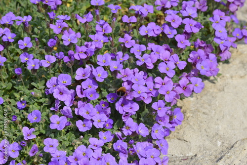 Blaukissen, Cascade Blue, Aubrieta photo