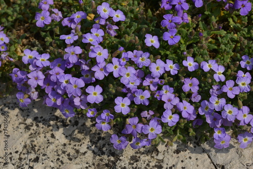 Blaukissen,  Gartenblaukissen,  Hürt, Aubrieta -Hybride,  Aubrietien photo