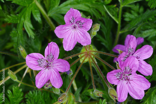 Bastard-Reiherschnabel, Erodium x hybridum photo