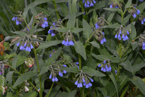 Blaublühender Beinwell, Symphytum azureum