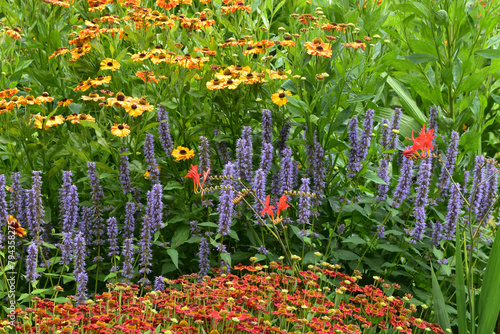 Asiatische Duftnessel,  Agastache rugosa ‘Blue Fortune, Teilansicht,  Einzelpflanzen mit blühender Sonnenbraut,  Helenium-Hybride im  Hintergrund