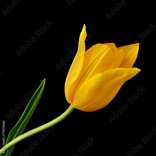 tulip flowers grow on a black background © Igor