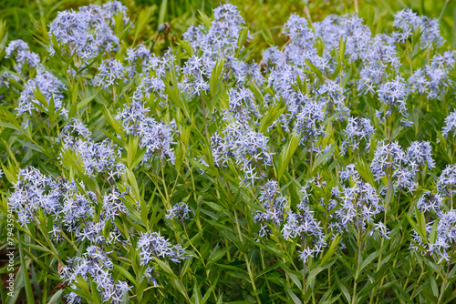 ..Schmalblättriger Röhrenstern, Amosonia ciliata, Select photo