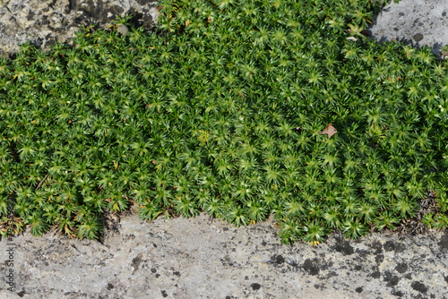 Flachwüchsiger, polsterbildender Andenpolster, Azorella trifurcata, Pflanzen in einem Steingarten photo