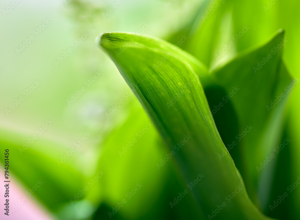 Obraz premium lily of the valley flowers grow against a background of green leaves