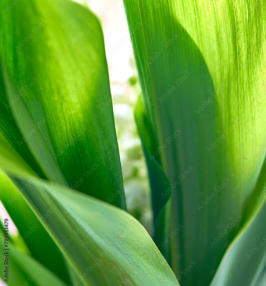 Obraz premium lily of the valley flowers grow against a background of green leaves
