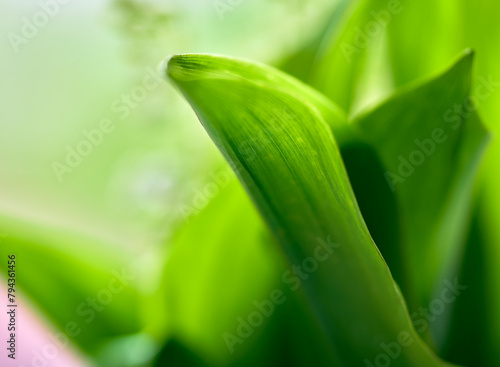 lily of the valley flowers grow against a background of green leaves