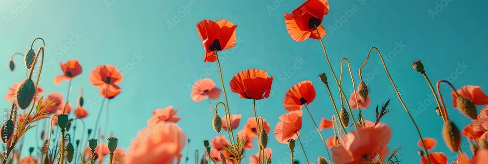 Obraz premium Delicate Red Poppies Clear Blue Sky Contrast