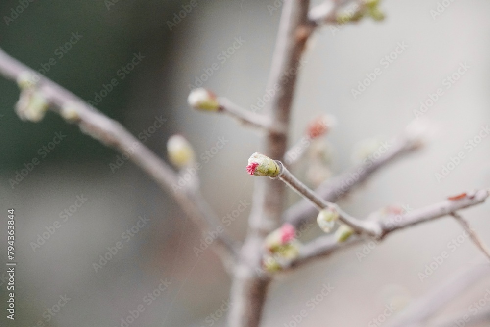 Hazel branch in flower (Corylus avellana).
Hazel branch in flower (Corylus avellana).