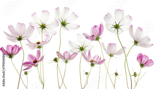 A set of pink and white cosmos flowers in various poses  isolated on a clean white background.