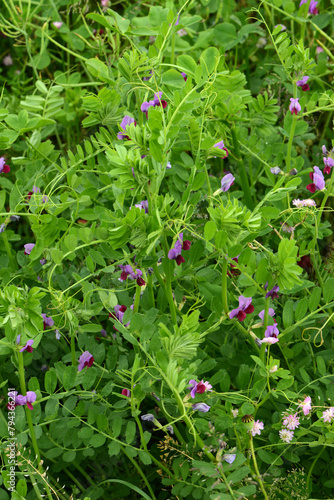 Futterwicke, Saat-Wicke, Vicia sativa, blühende Einzelpflanzen in einer Zwischenfruchtmischung photo