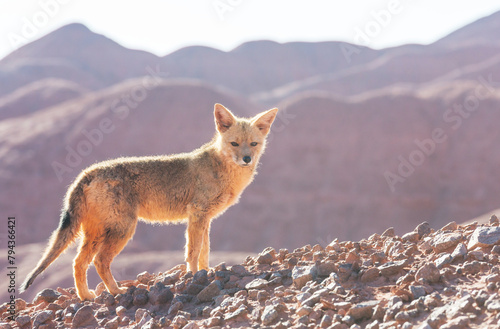 Fox in Patagonia