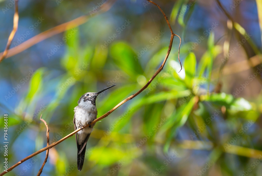 Obraz premium Kolibri